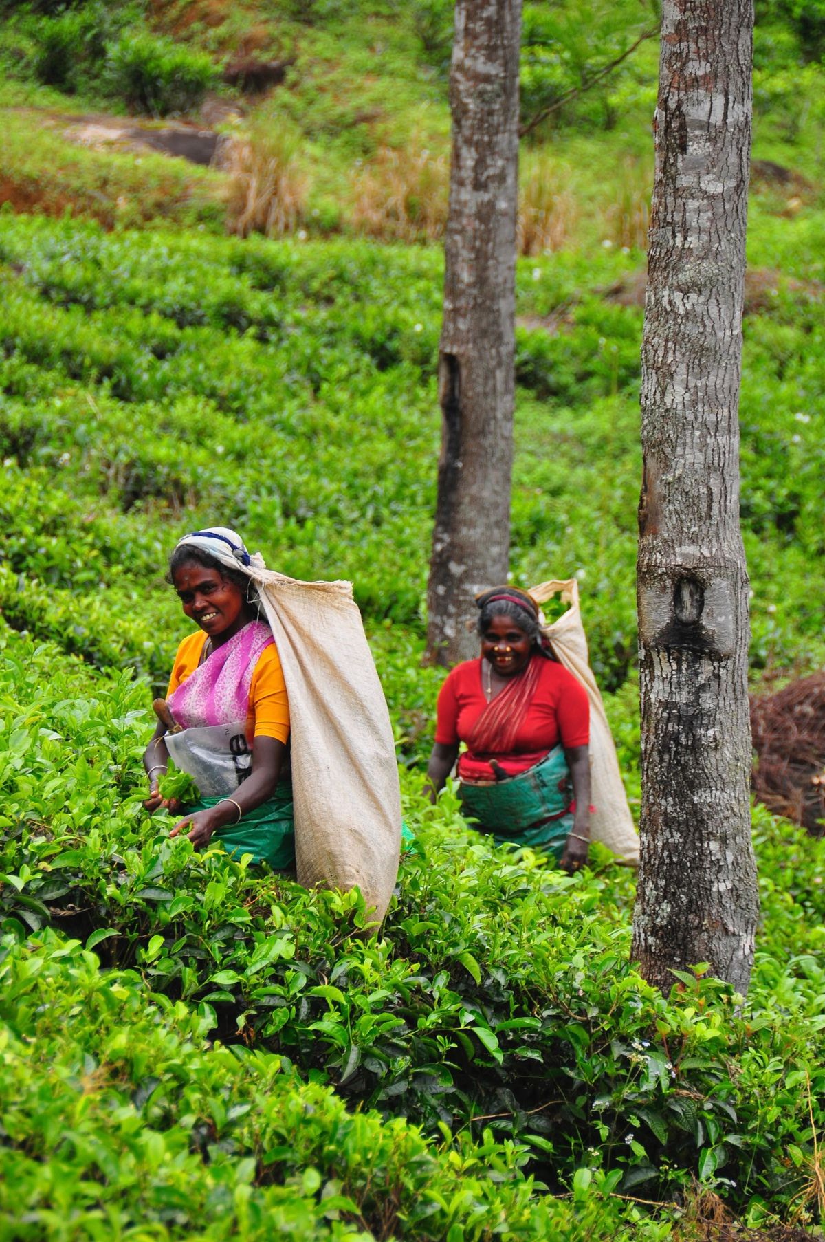 Tea Plantations